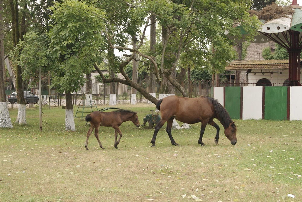 Photos from Ochamchira in Abkhazia