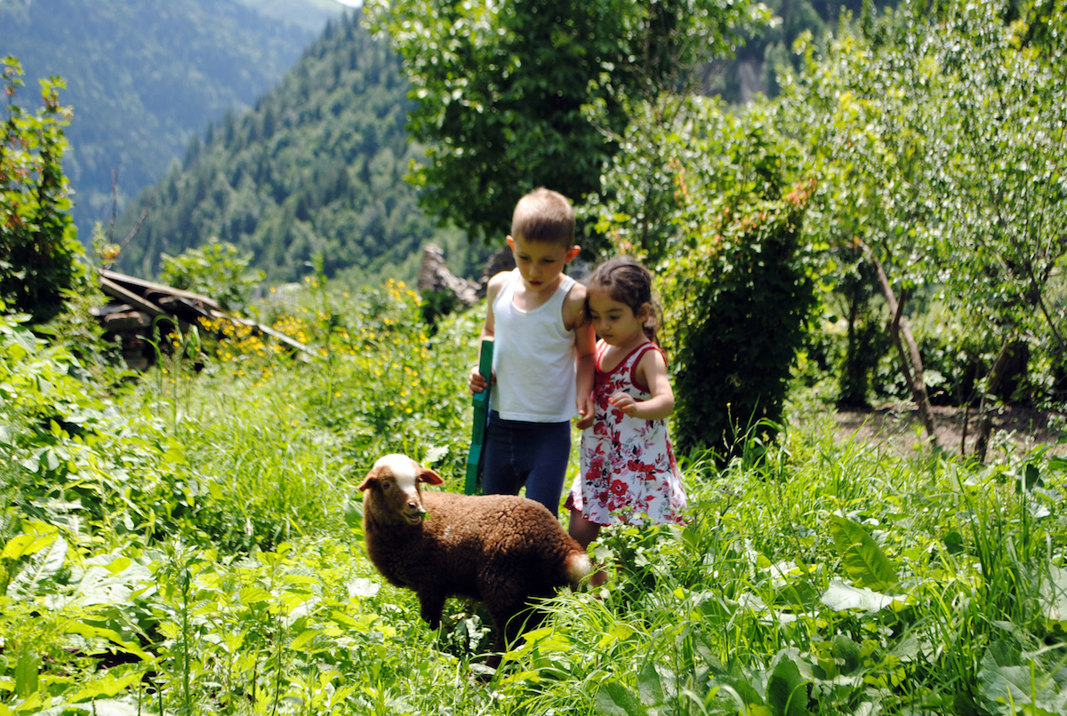 Осетинское горное село, дети с овцами