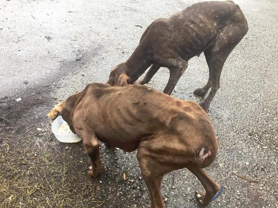 Бездомные собаки в Абхазии 