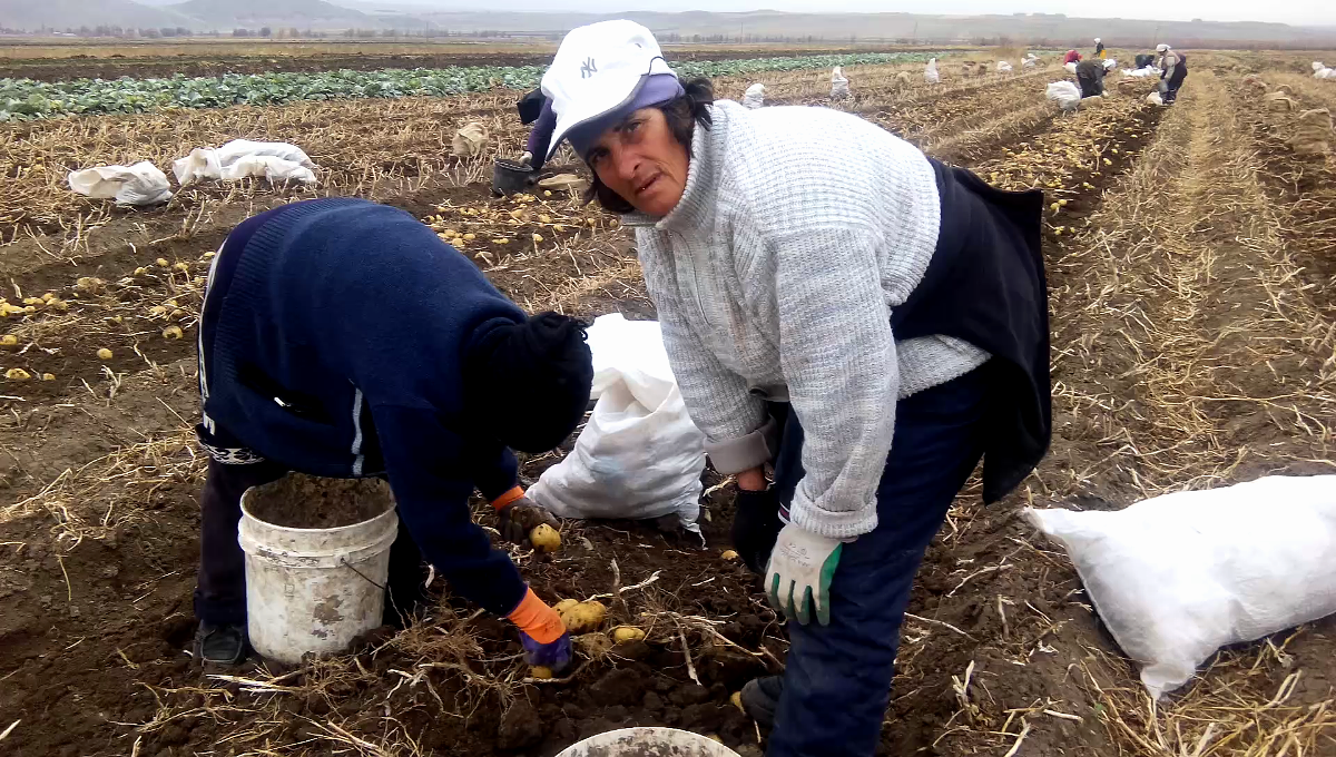 Collecting potatoes in Armenia