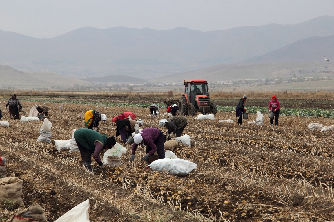 Collecting potatoes in Armenia