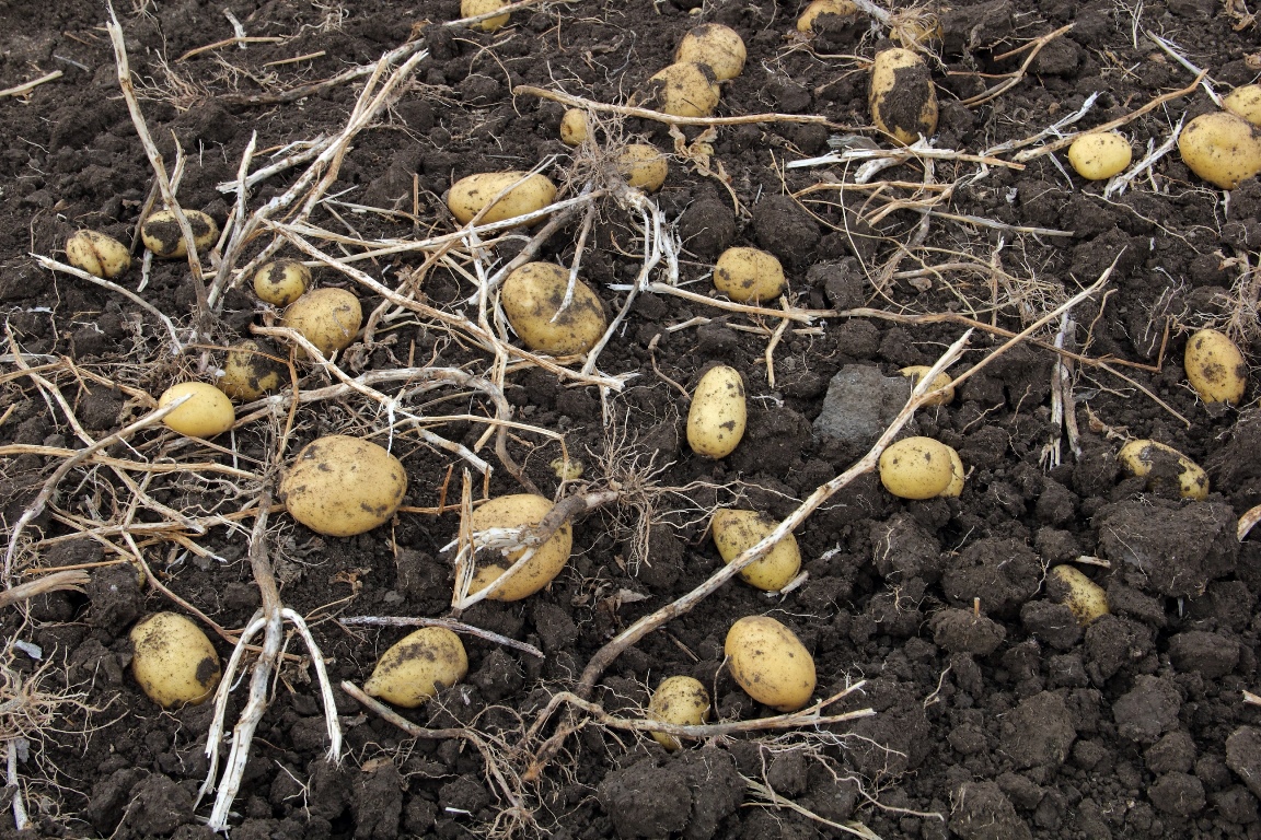 Collecting potatoes in Armenia