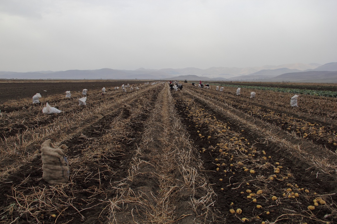 Collecting potatoes in Armenia