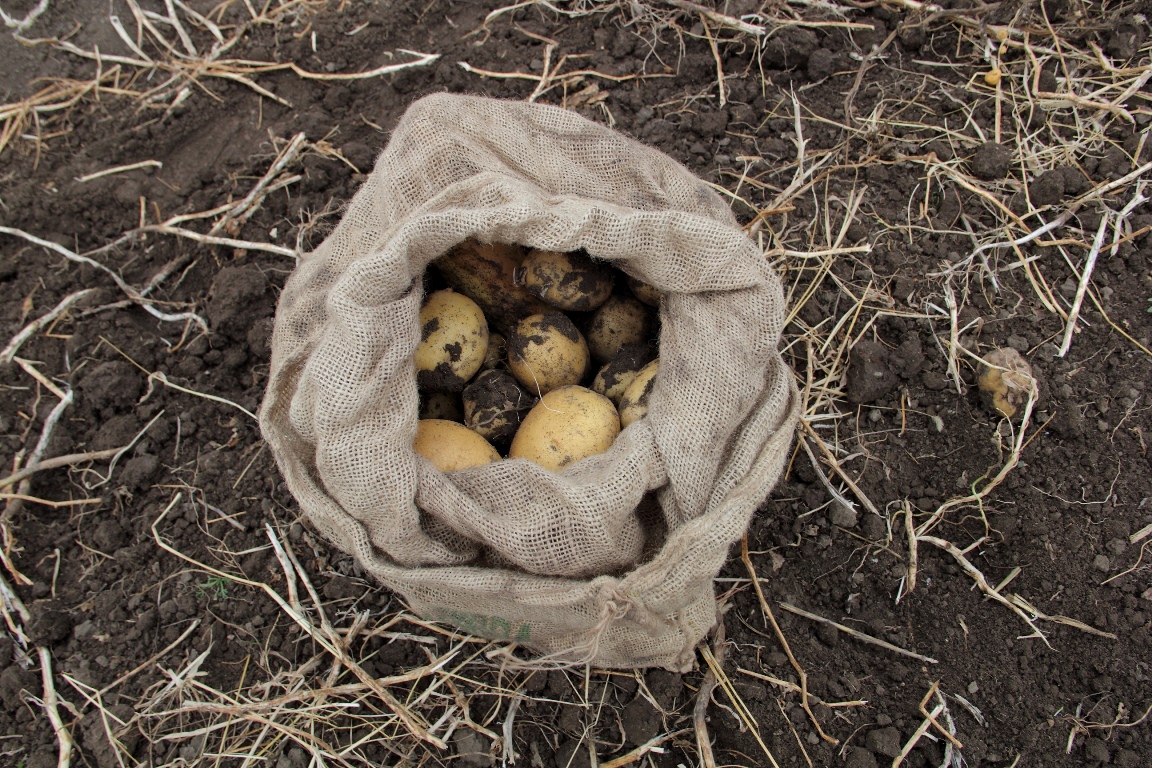 Collecting potatoes in Armenia