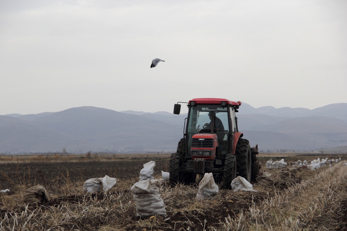 Collecting potatoes in Armenia