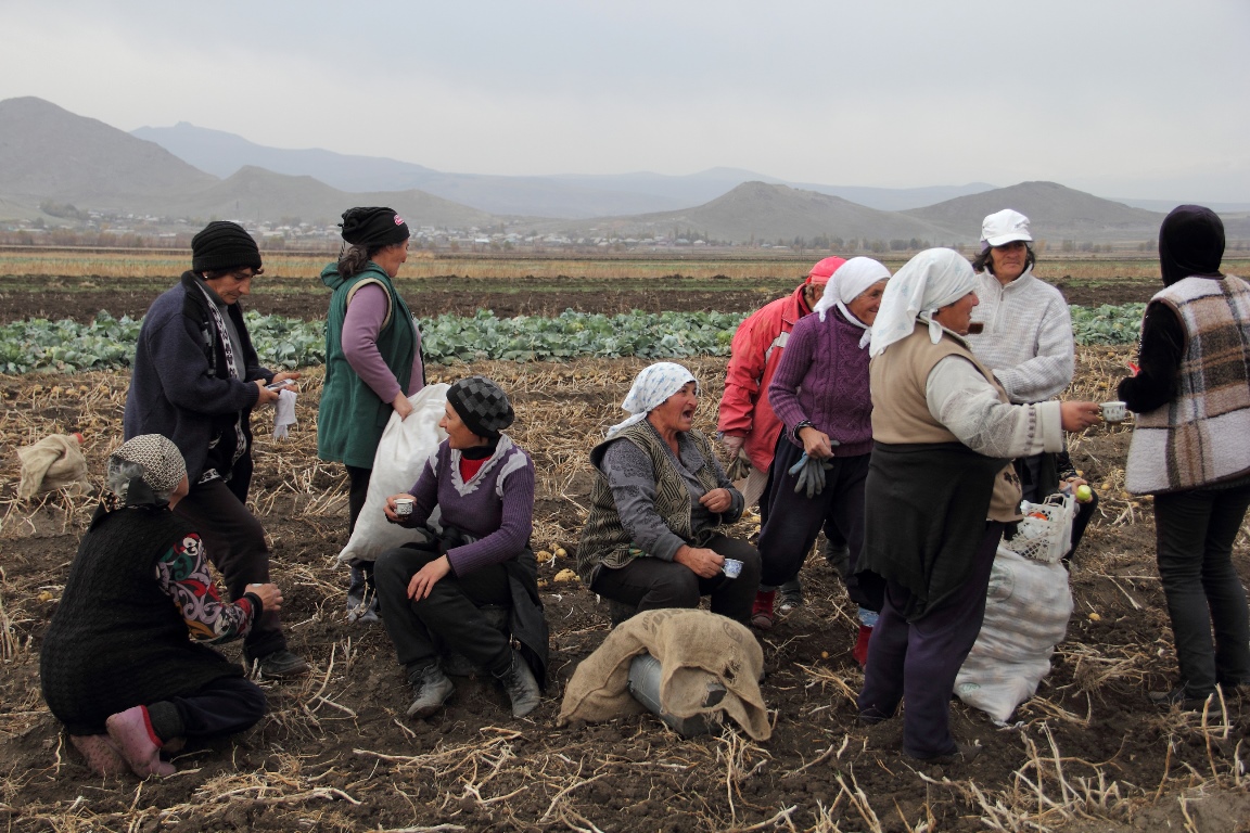 Collecting potatoes in Armenia