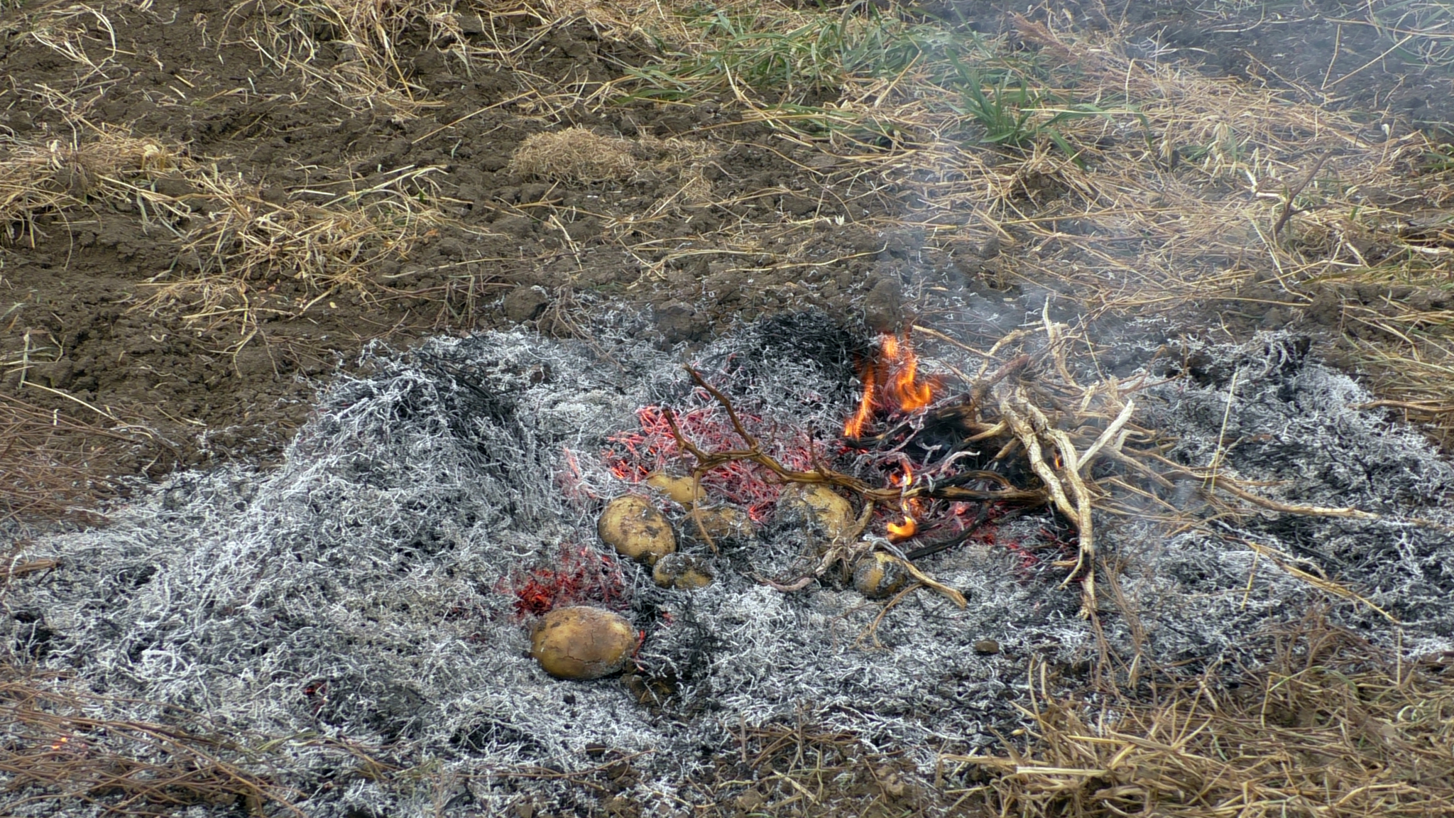 Collecting potatoes in Armenia