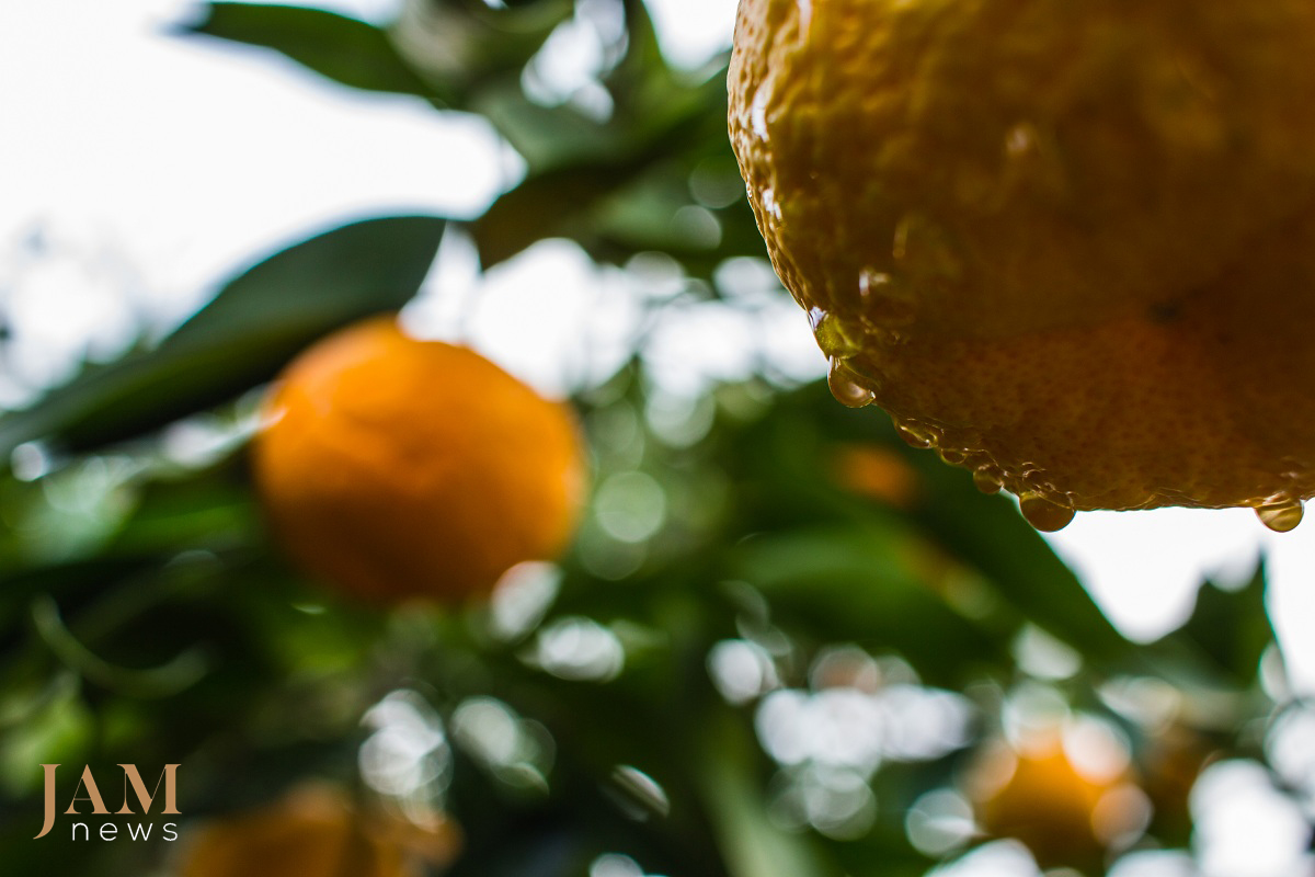 The South of Azerbaijan (Astara and Lenkoran) is known for its ‘exotic fruits