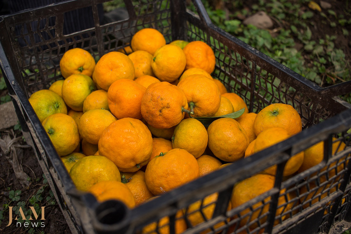 The South of Azerbaijan (Astara and Lenkoran) is known for its ‘exotic fruits