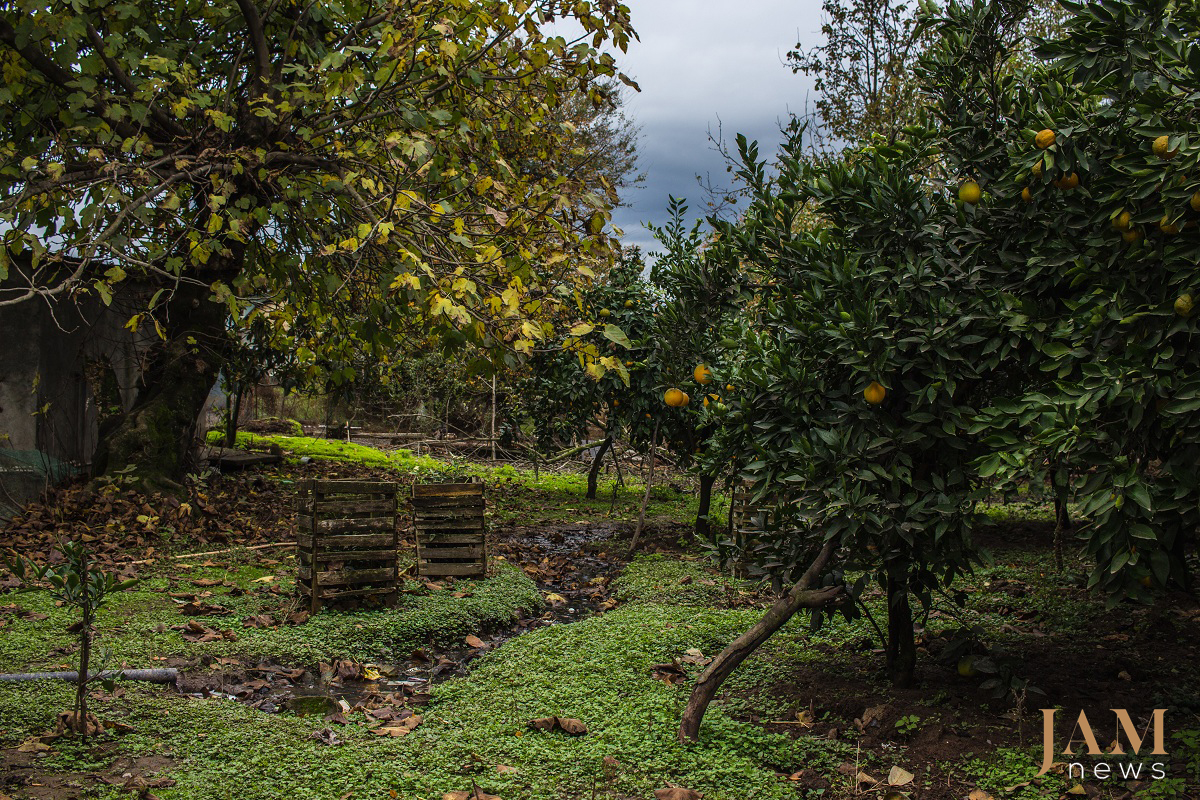 The South of Azerbaijan (Astara and Lenkoran) is known for its ‘exotic fruits