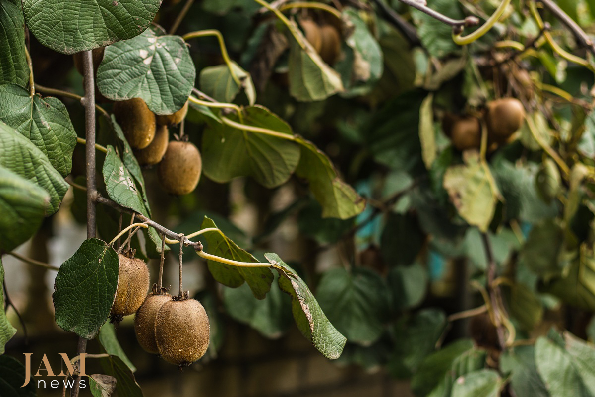 The South of Azerbaijan (Astara and Lenkoran) is known for its ‘exotic fruits