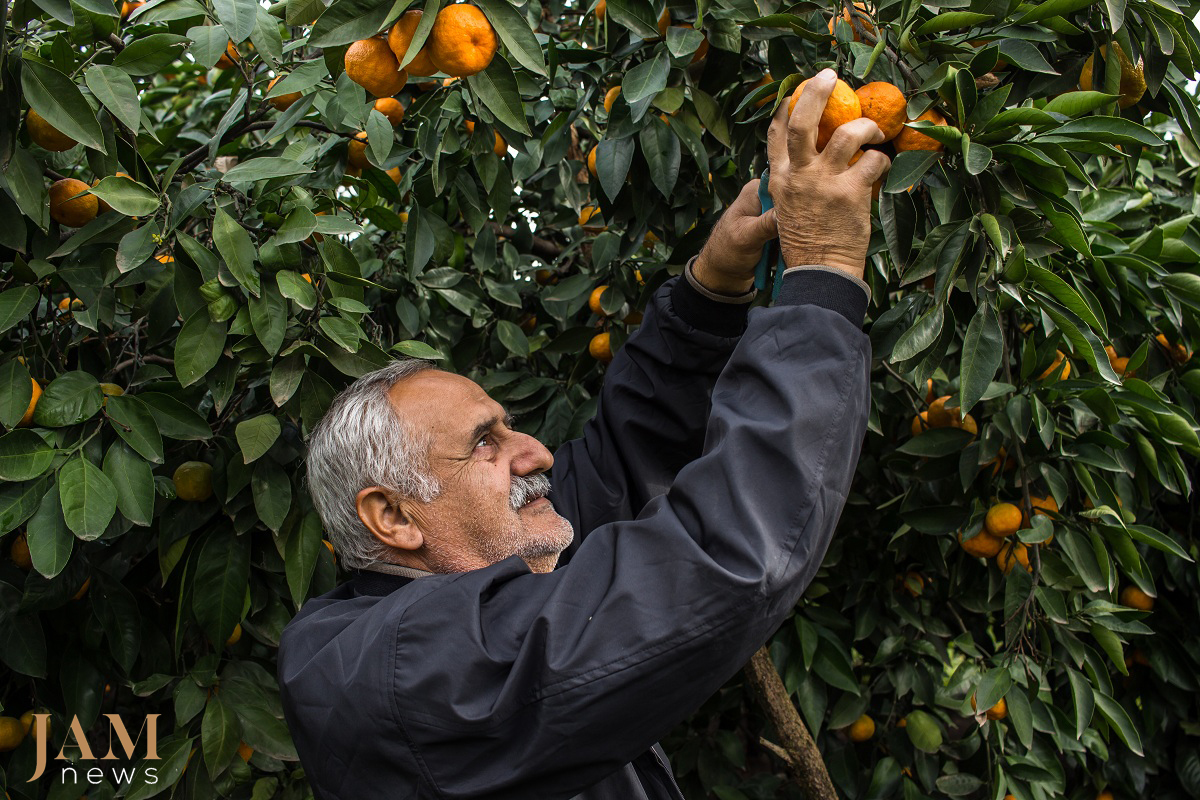 Potatoes Growing On Trees Tangerines And Other Fruits 25 Photos From The South Of Azerbaijan