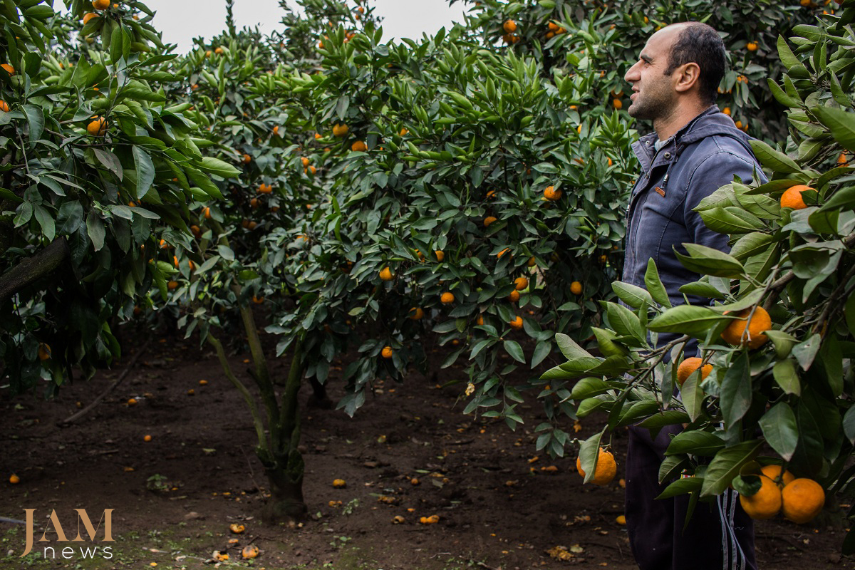 The South of Azerbaijan (Astara and Lenkoran) is known for its ‘exotic fruits