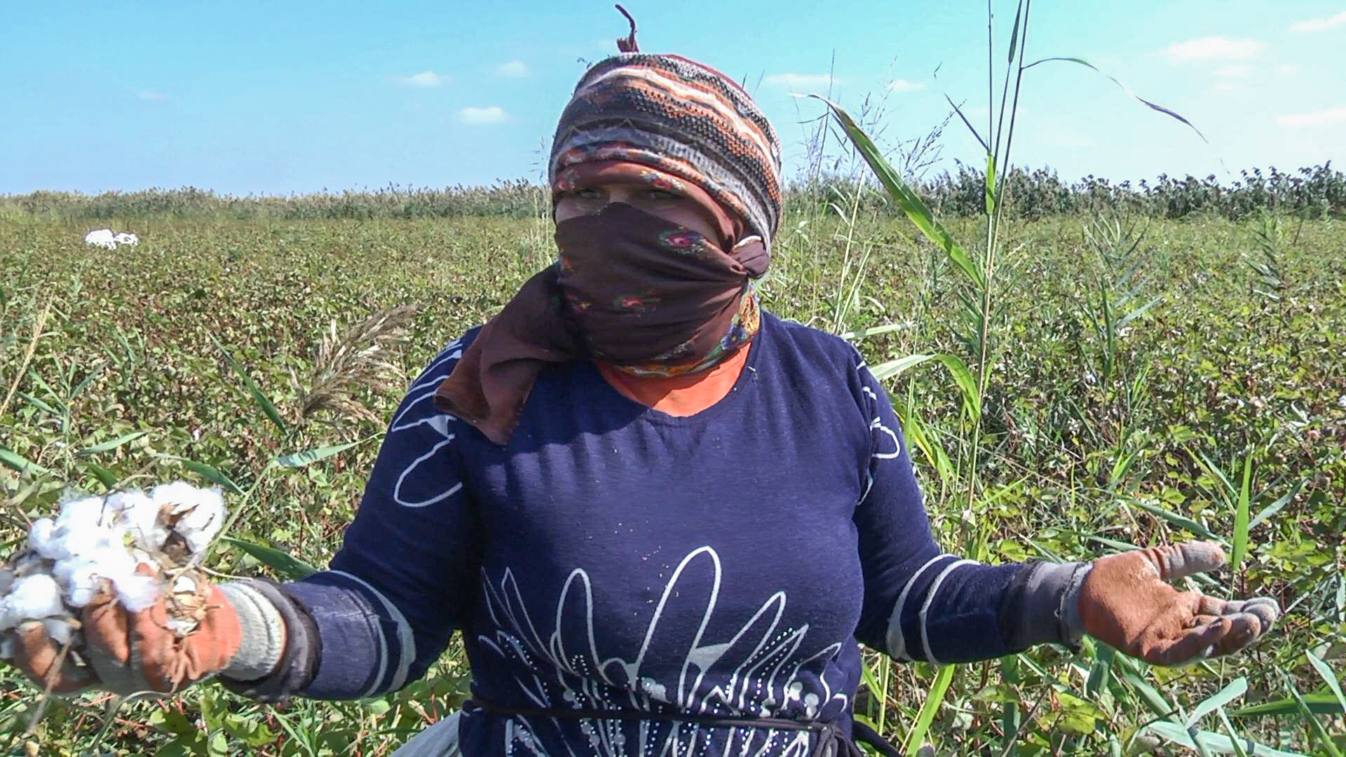 "In America, one farmer can manage 12 hectares of land, and in Azerbaijan, 24 people work on 10 hectares" - on the profitability of the cotton harvest in Azerbaijan