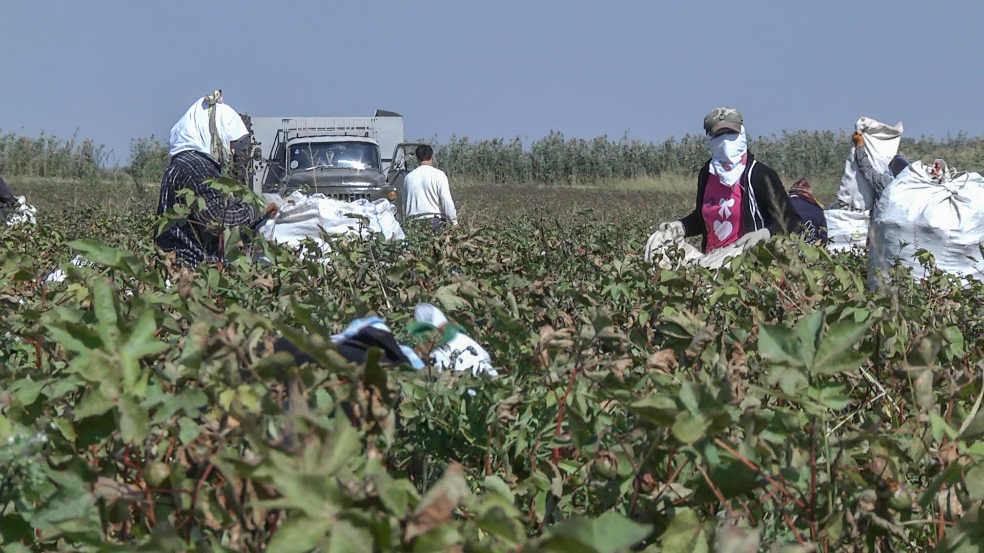 "In America, one farmer can manage 12 hectares of land, and in Azerbaijan, 24 people work on 10 hectares" - on the profitability of the cotton harvest in Azerbaijan