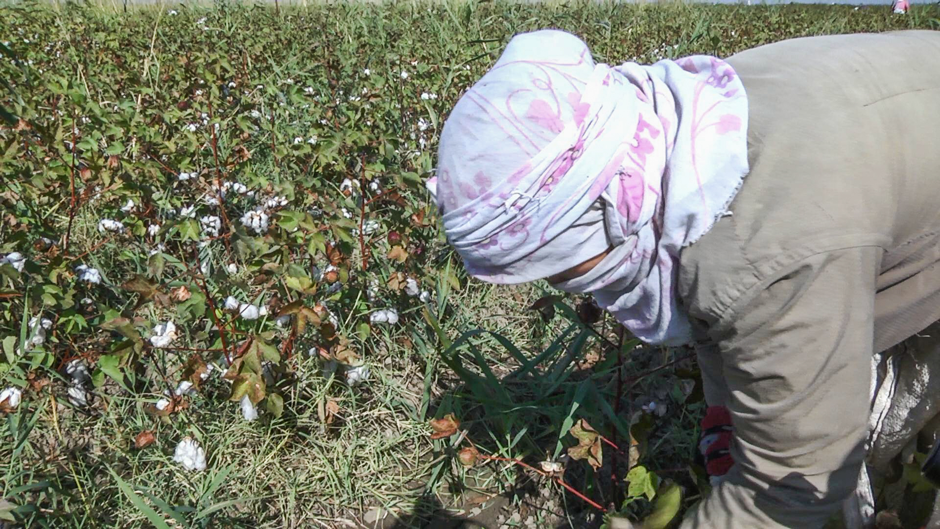 "In America, one farmer can manage 12 hectares of land, and in Azerbaijan, 24 people work on 10 hectares" - on the profitability of the cotton harvest in Azerbaijan