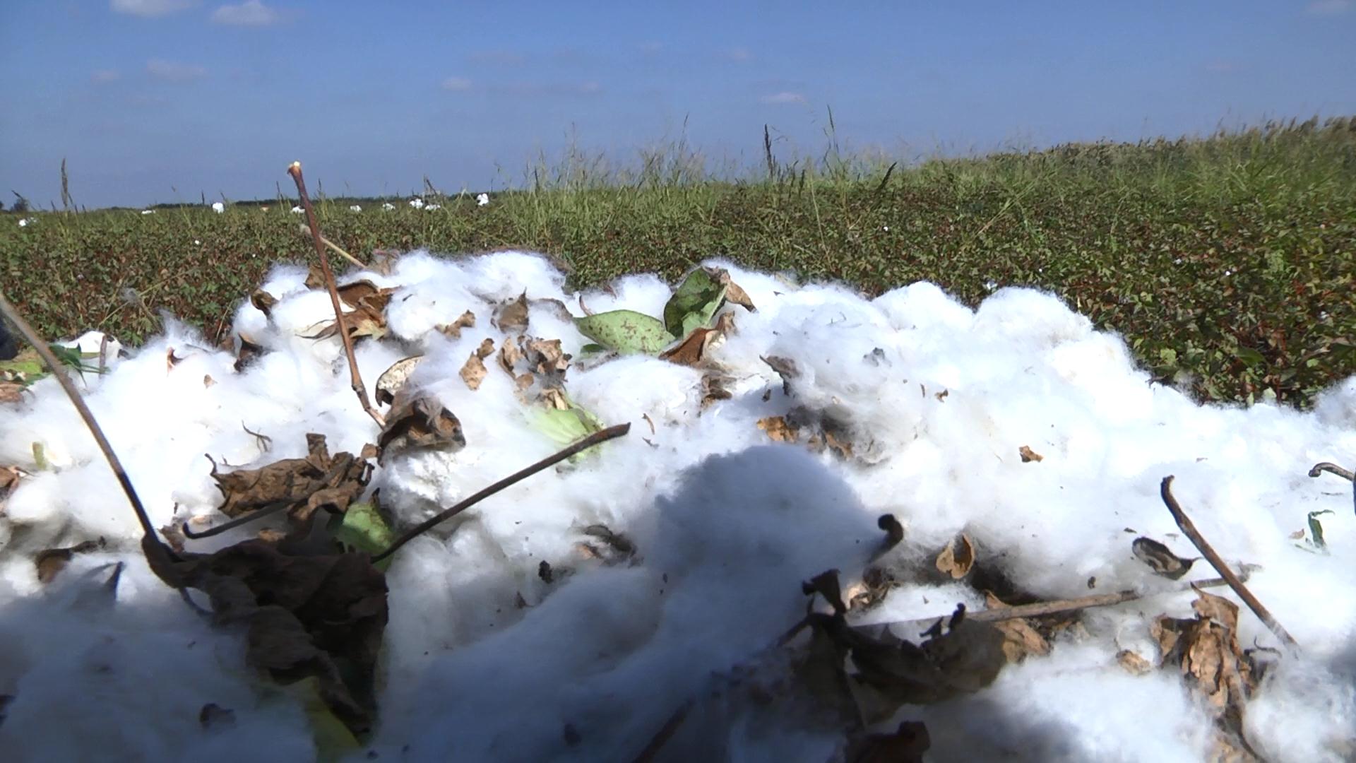 "In America, one farmer can manage 12 hectares of land, and in Azerbaijan, 24 people work on 10 hectares" - on the profitability of the cotton harvest in Azerbaijan