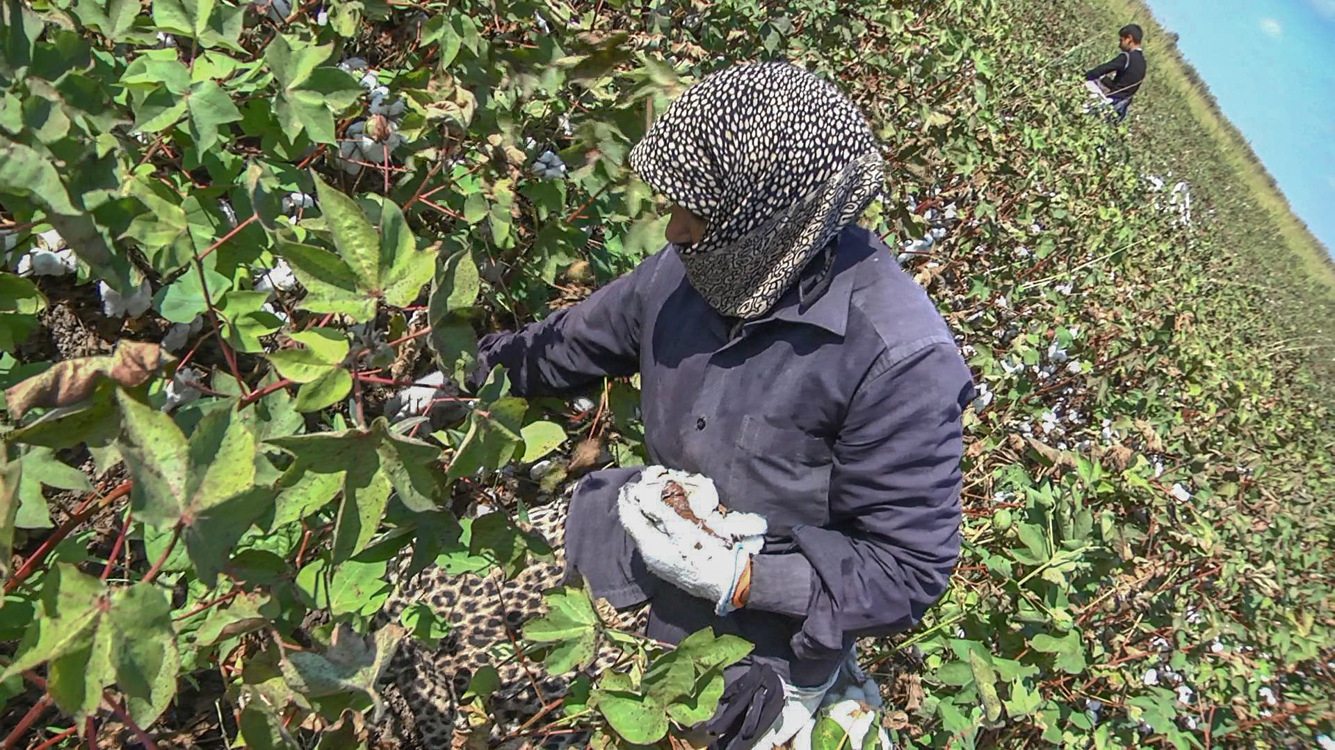 "In America, one farmer can manage 12 hectares of land, and in Azerbaijan, 24 people work on 10 hectares" - on the profitability of the cotton harvest in Azerbaijan