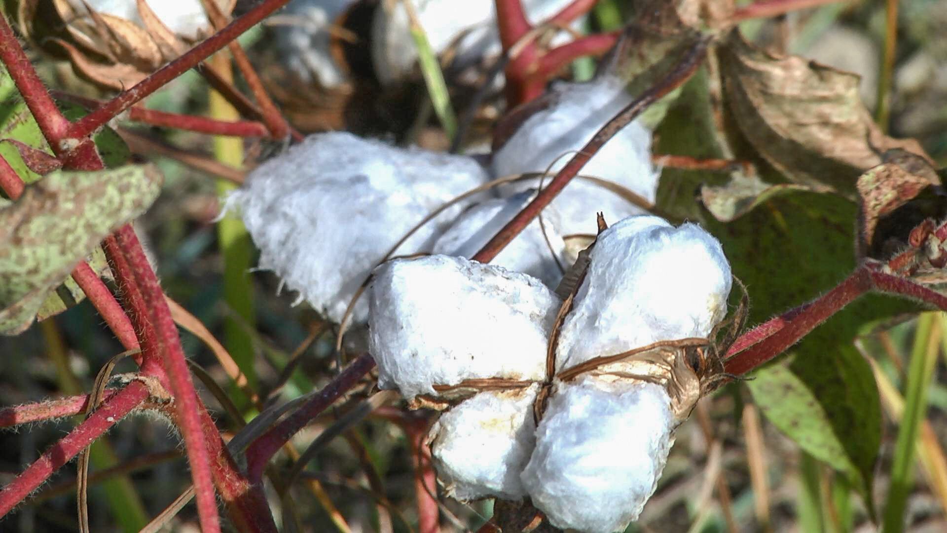 "In America, one farmer can manage 12 hectares of land, and in Azerbaijan, 24 people work on 10 hectares" - on the profitability of the cotton harvest in Azerbaijan