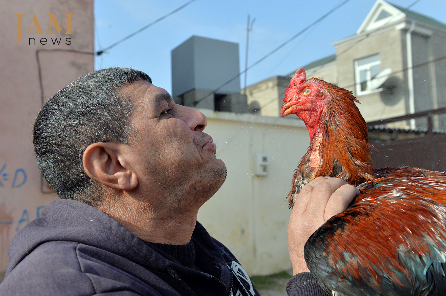 Rauf has been fond of cockfighting for over 20 years. Photo JAMnews. Cockfighting in Azerbaijan