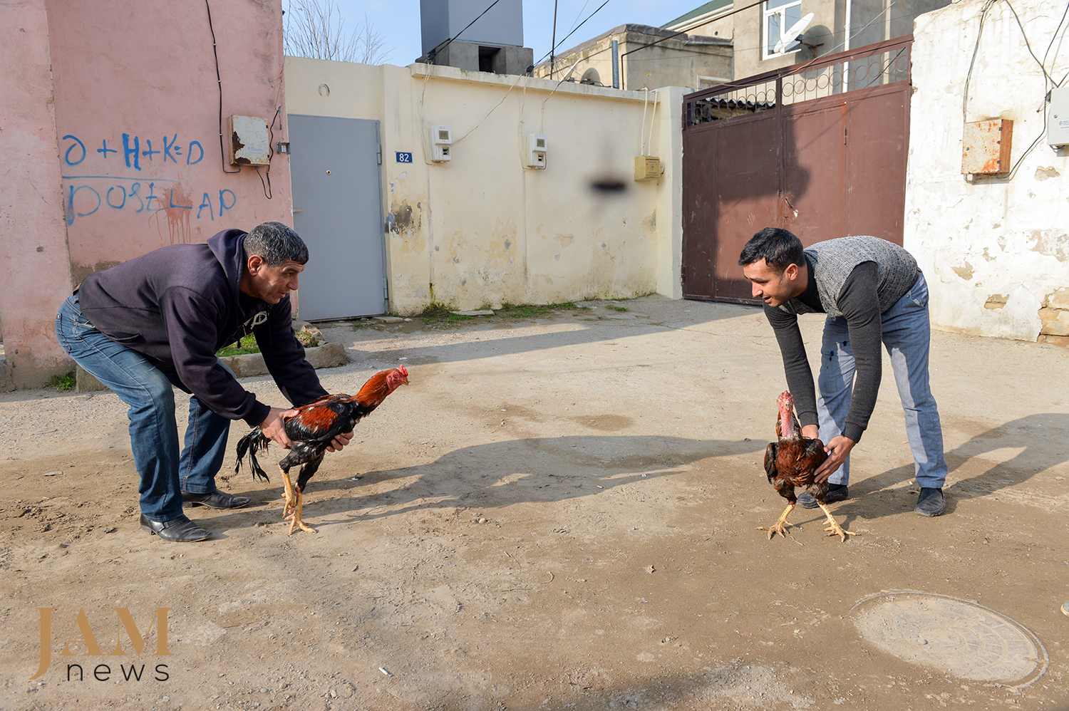 The platform for cockfighting is called a meydan - a square. Photo JAMnews. Cockfighting in Azerbaijan