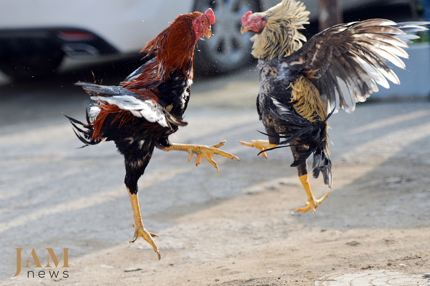 A fight can last from 20 minutes to two hours. Photo JAMnews. Cockfighting in Azerbaijan