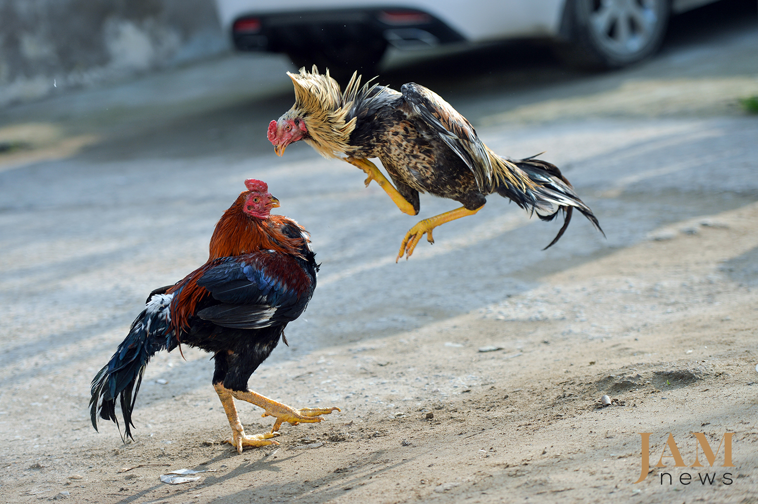The losing gamecock is the one that either falls unconscious on the ground or runs away from the pit. Photo JAMnews. Cockfighting in Azerbaijan