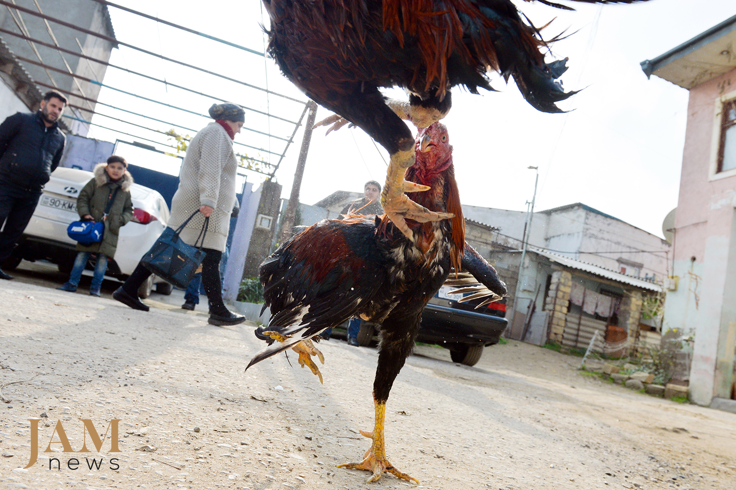 If none of the gamecocks is defeated within 2 hours, then the game is called a draw. Photo JAMnews. Cockfighting in Azerbaijan