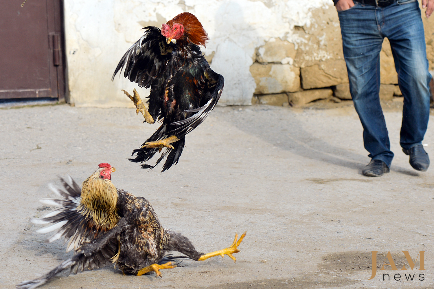 Photo JAMnews. Cockfighting in Azerbaijan