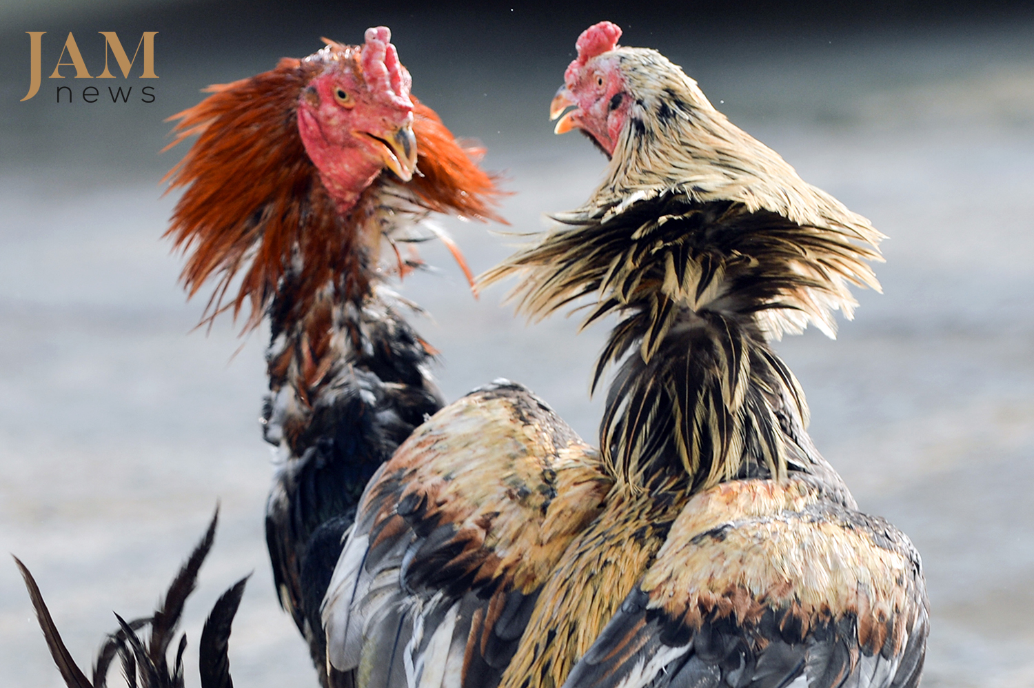 Photo JAMnews. Cockfighting in Azerbaijan