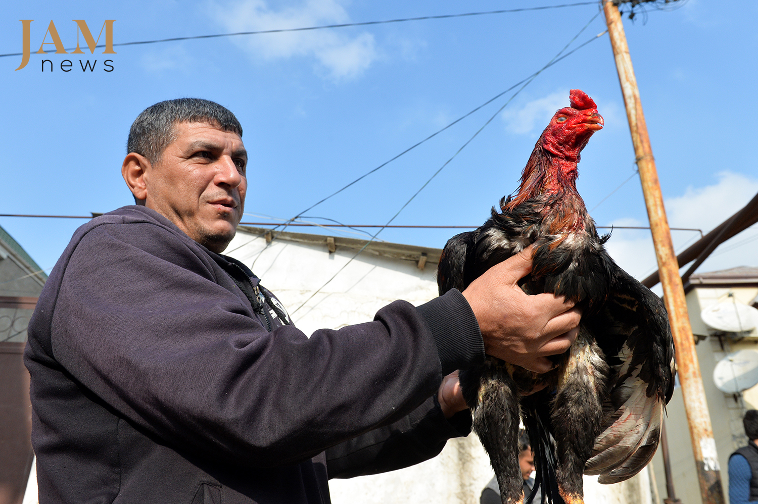 Gamecocks which have been injured during a fight are treated with special oils and medicines. Photo JAMnews. Cockfighting in Azerbaijan