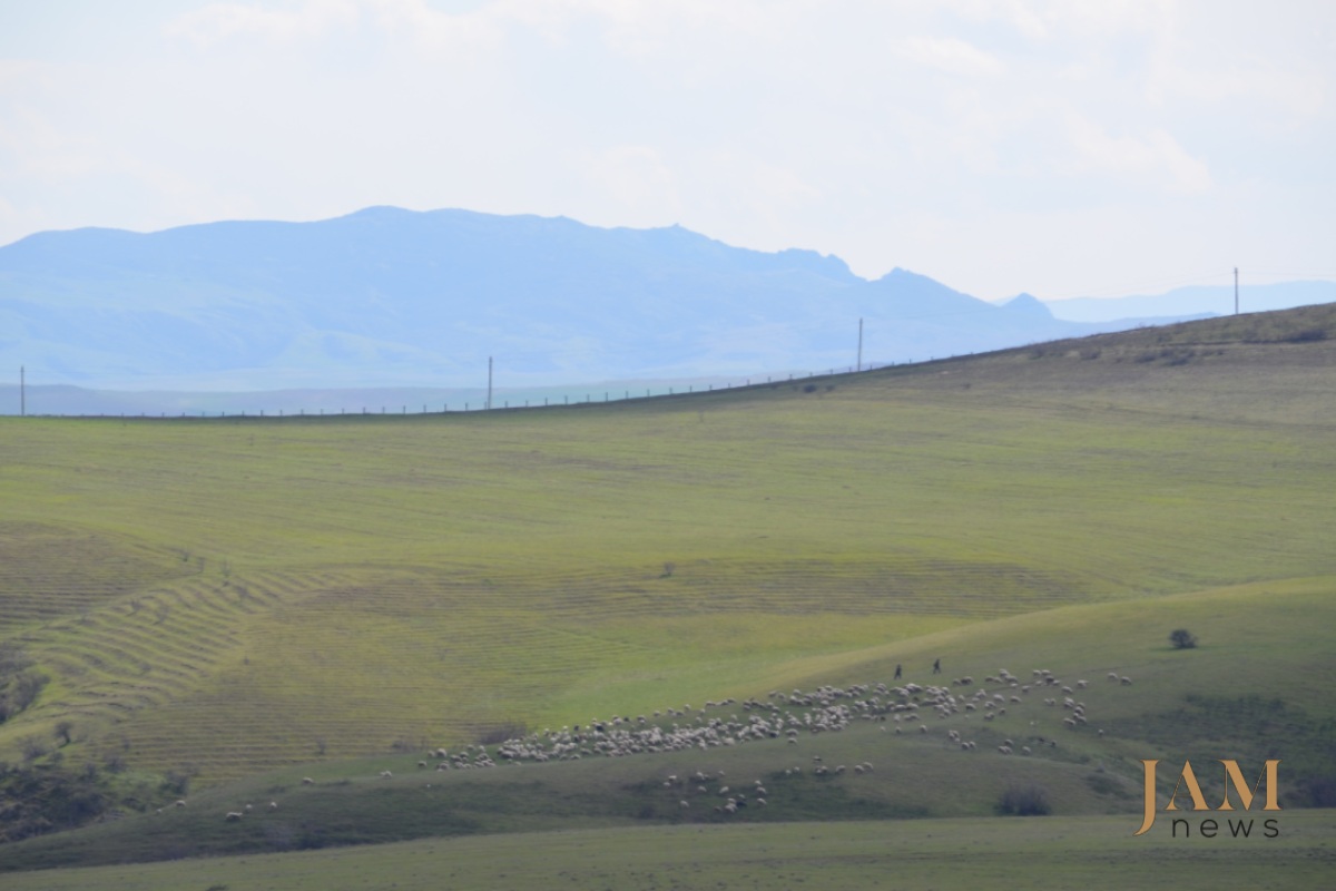 A flock of sheep grazing in the minefield area. In the background is a fence separating Georgia and Azerbaijan. Photo: HALO Trust. Landmines on the Georgian-Azerbaijani border.