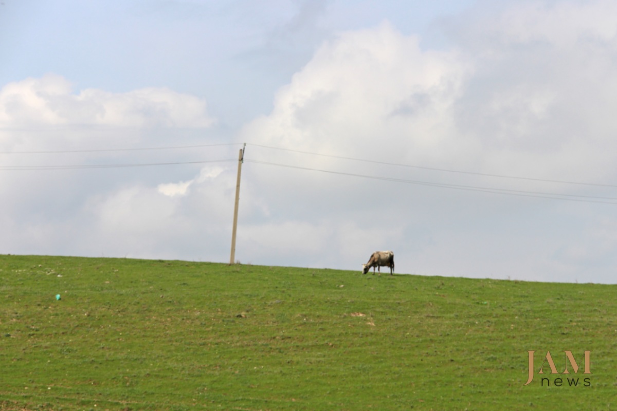 A cow in the pasture near the Kirach-Mughanlo village. A horse died here in a landmine explosion in 2016. Photo: David Pipia, JAMnews. Landmines on the Georgian-Azerbaijani border.