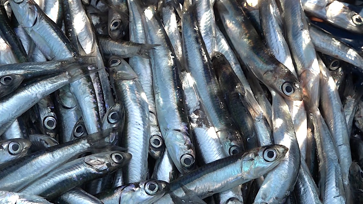 The fishing business in Abkhazia. Most of the profit goes to Turkish entrepreneurs. Photo: Marianna Kotova, JAMnews