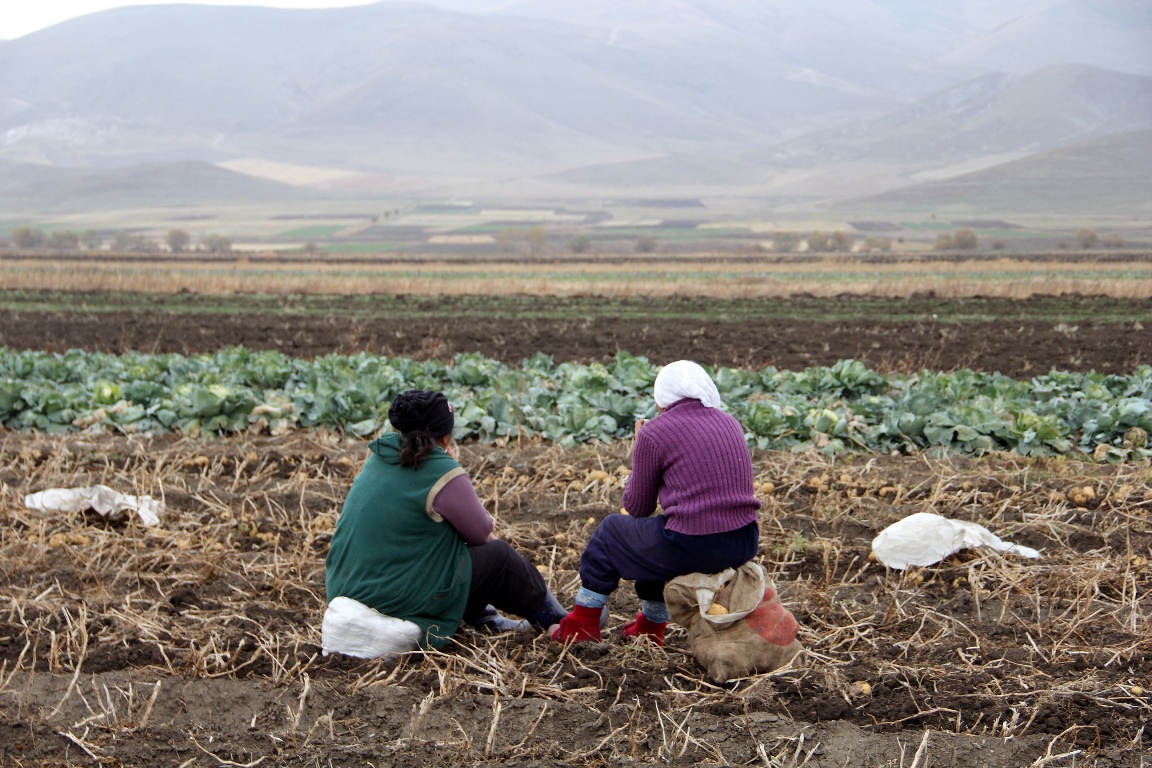 Армения, картофель, урожай, женщины, тяжелая работа