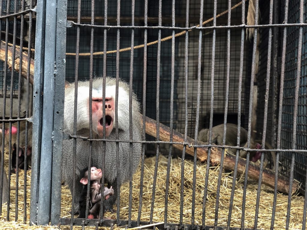 Yerevan zooparkı, heyvanların ölümü, sahibsiz itlər, volyer, hasar, direktor, istefa, veterinar, Qırmızı kitab, bezoar keçisi, muflon, kenquru, Երևանի կենդանաբանական այգի, կենդանիների անկում, թափառող շներ, ազատավանդակ, ցանկապատ, տնօրեն, հրաժարական, անասնաբույժ, Կարմիր գիրք, բեզոարյան այծ, մուֆլոն, կենգուրու