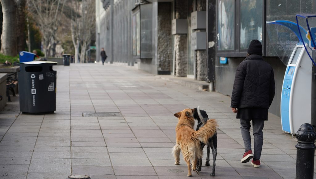 Georgia, stray animals. Tbilisi, April 2020. Photo: David Pipia, JAMnews