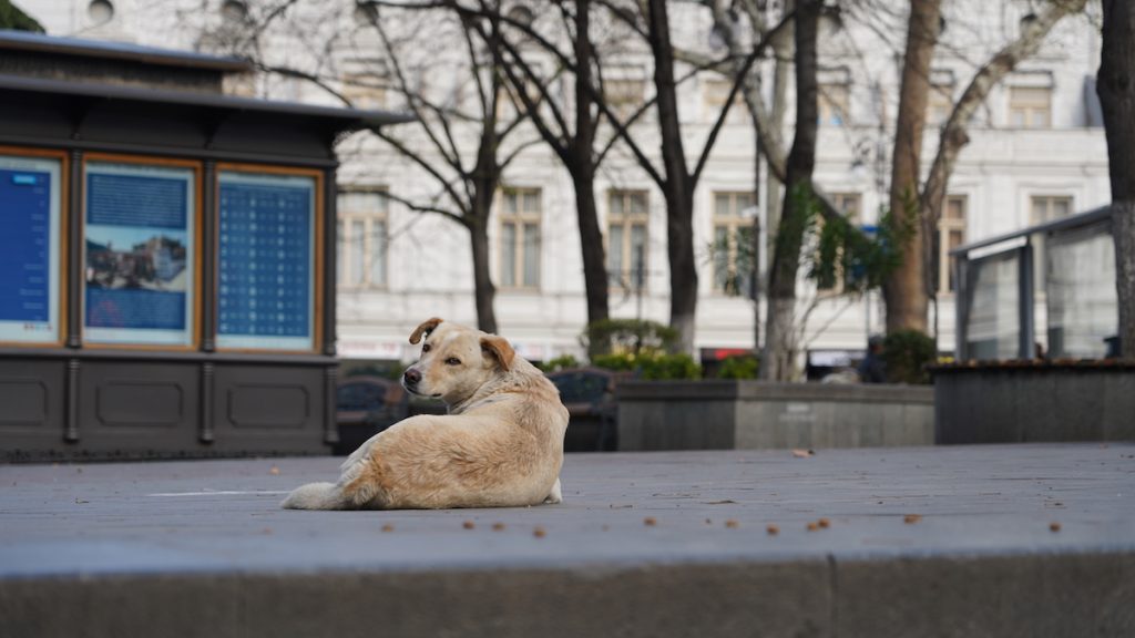 Georgia, stray animals. Tbilisi, April 2020. Photo: David Pipia, JAMnews