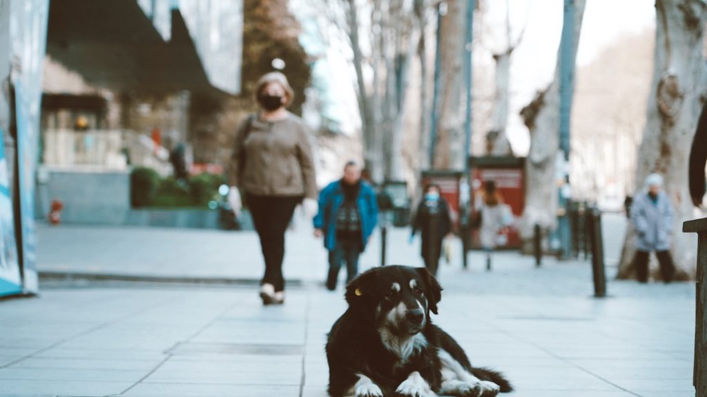 Georgia, stray animals. Tbilisi, April 2020. Photo: David Pipia, JAMnews