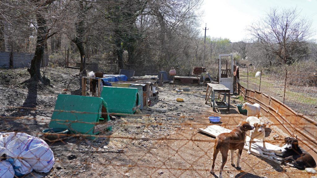 Georgia, stray animals.Photo: David Pipia, JAMnews