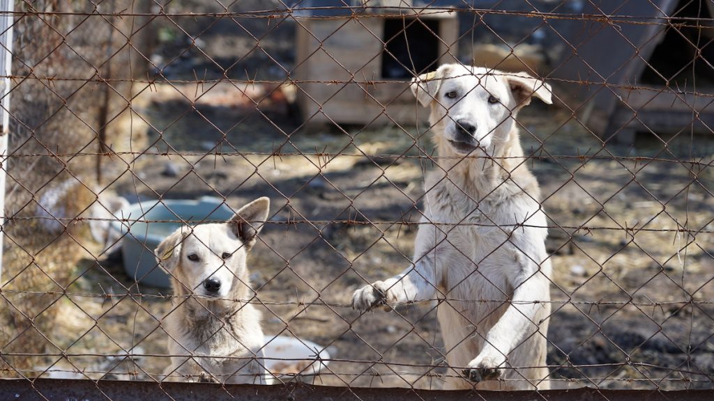 Georgia, stray animals. Photo: David Pipia, JAMnews