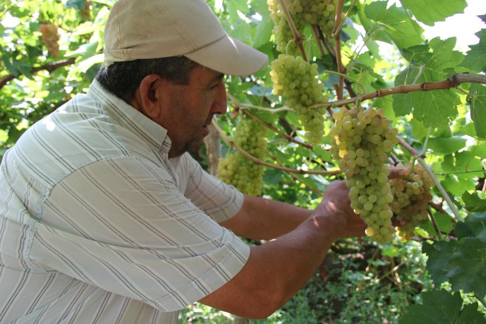 Հայաստան, կորոնավիրուս, գինեգործություն, խաղողագործություն, համավարակ, կարանտին, հայկական գինի, արտահանում, Ռուսաստան, կառավարություն, օգնություն գինեգործներին, օգնություն խաղողագործներին, ճգնաժամ,