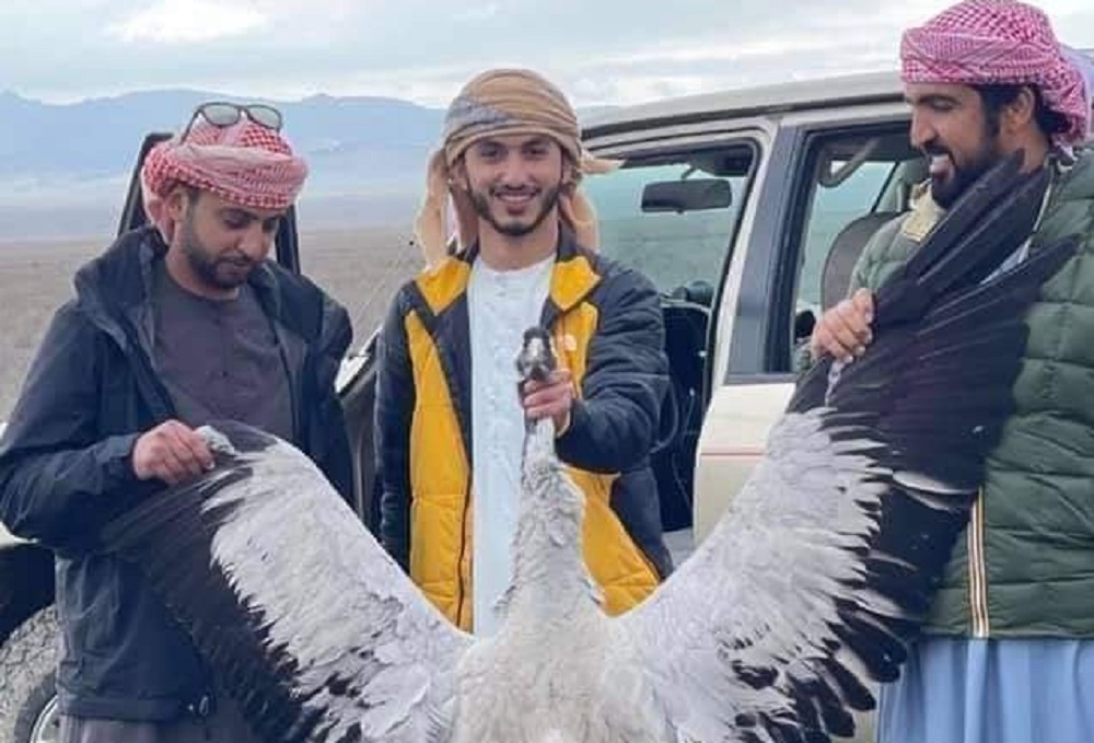 Арабские туристы продолжают охоту на краснокнижных птиц в Азербайджане