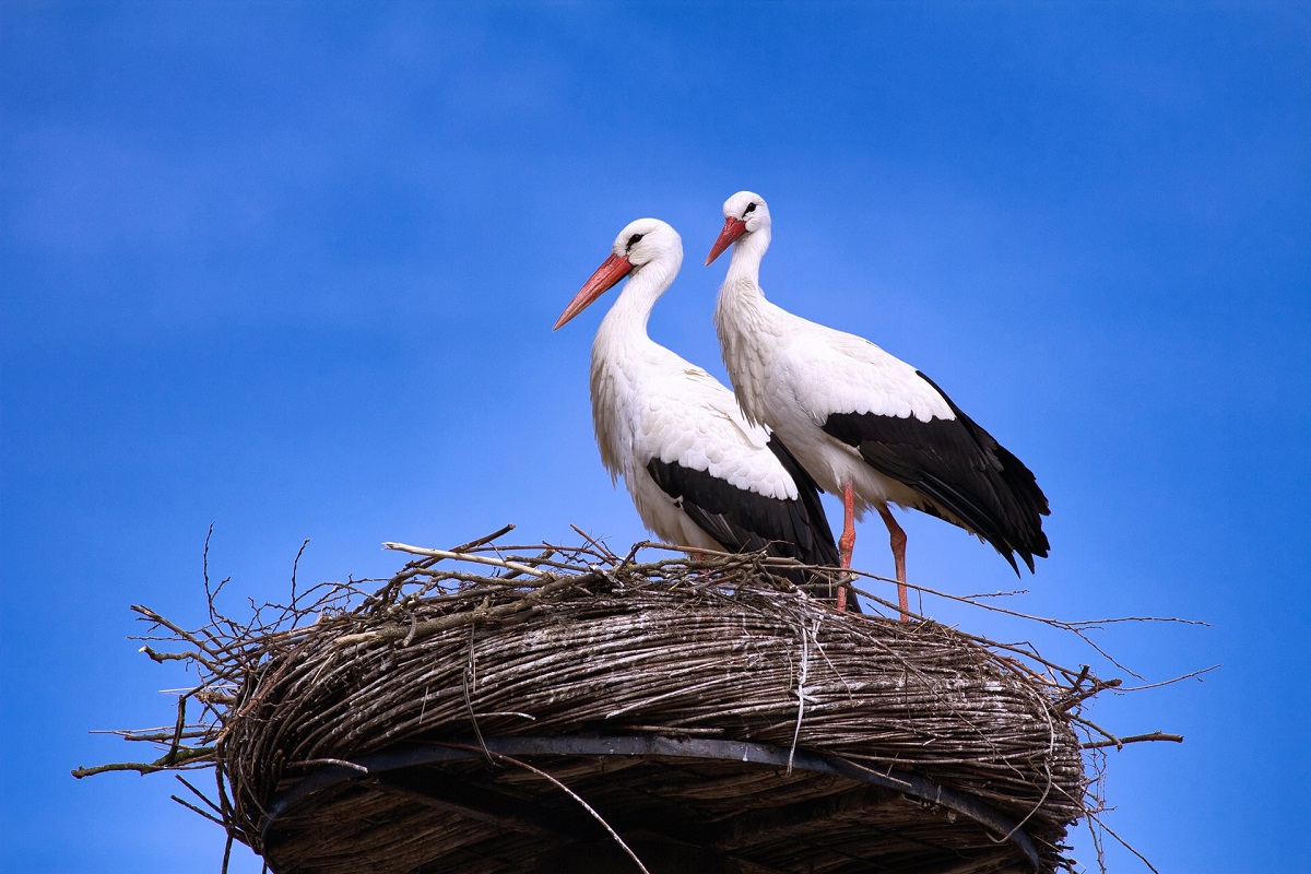 stork nests