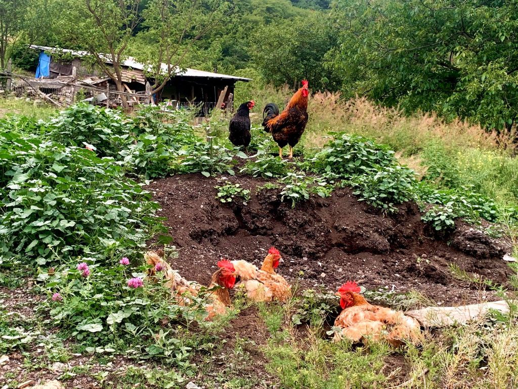 Velebi - hidden Georgian-Ossetian village 