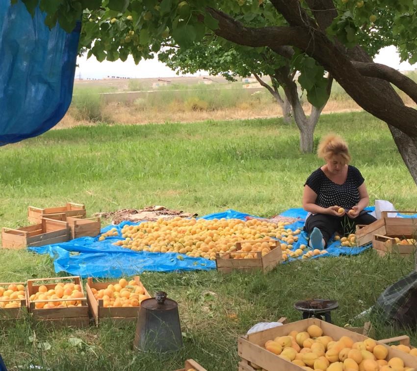 как собирают абрикосы