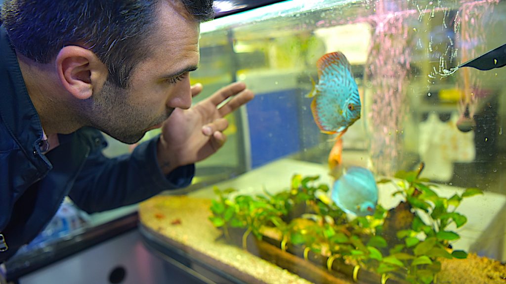 Stepanakertdə balıq və akvarium aksessuarları satır