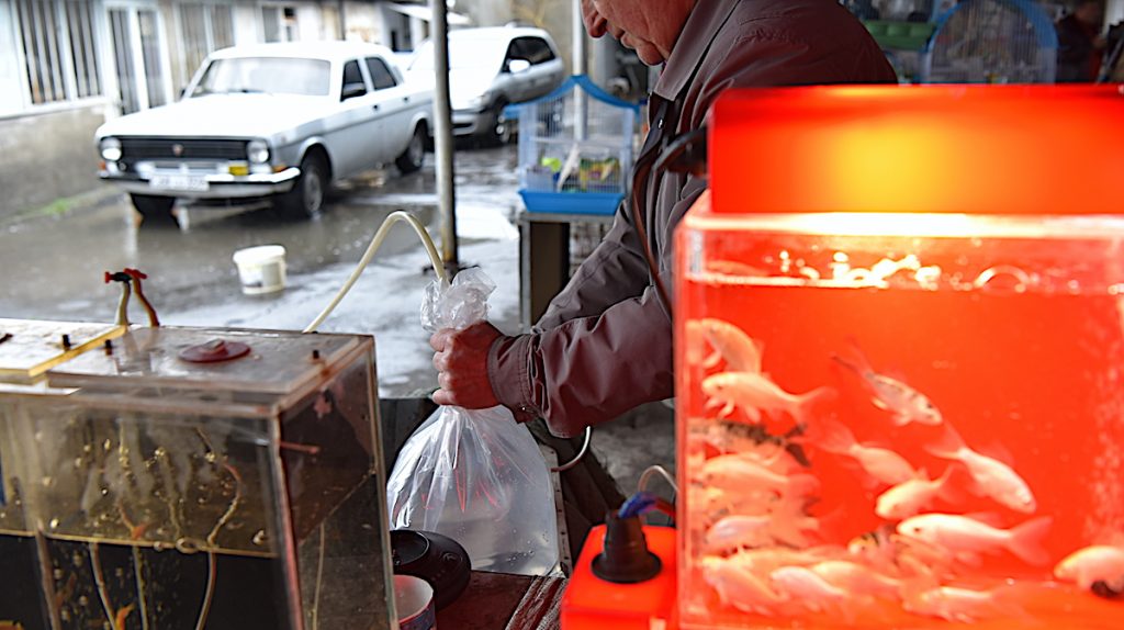 Купленные Арменом рыбки готовятся к длинной дороге, им дают кислород. Армен Акопян продает рыбок и аквариумные аксессуары в Степанакерте