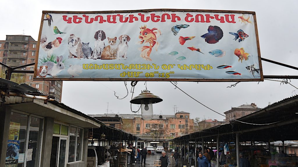 Stepanakertdə balıq və akvarium aksessuarları satır