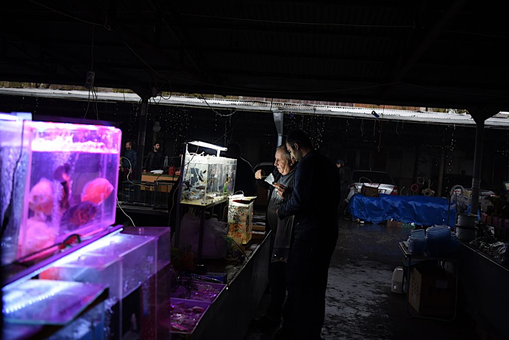 Армен Акопян продает рыбок и аквариумные аксессуары в Степанакерте